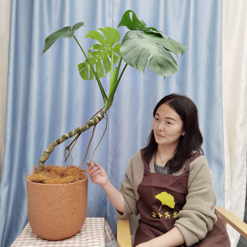 老桩龟背竹绿植盆栽办公室内客厅除甲醛好养大叶开背植物全国包邮