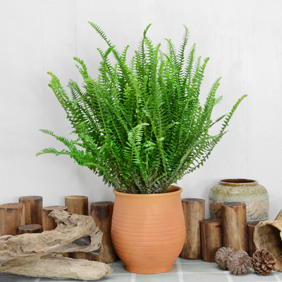 肾蕨小盆栽蕨类常绿植物净化空气花卉耐阴好养盆景办公室外阳台