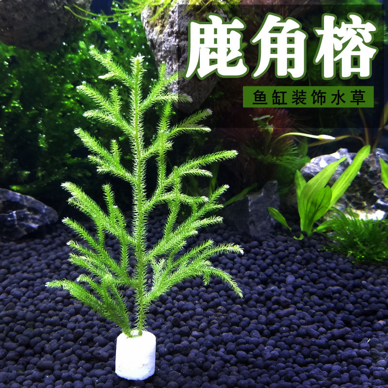 鱼缸草缸水族箱造景套餐活体真水草懒人好养耐活绿色水草鹿角榕