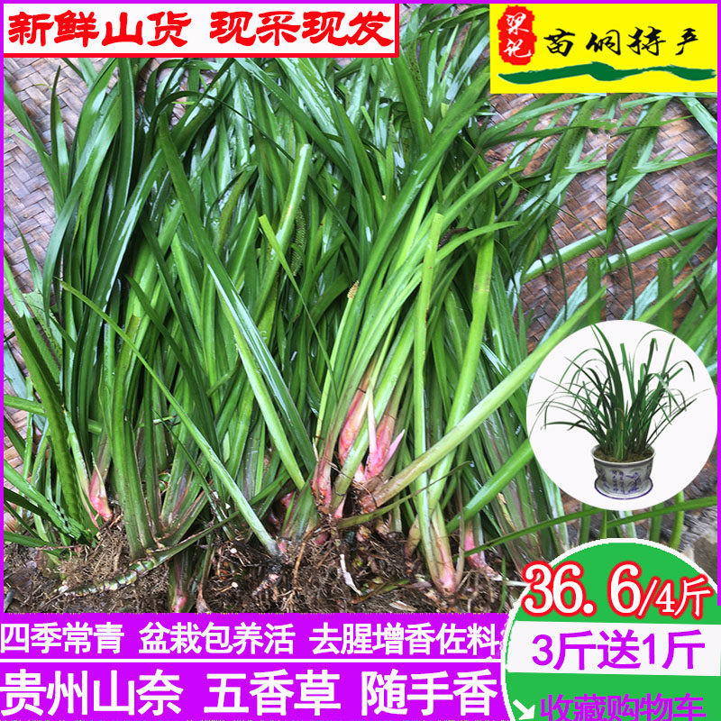 贵州新鲜三奈山赖植物大料五香草食用鸡鸭牛养狗肉火锅料带根4斤