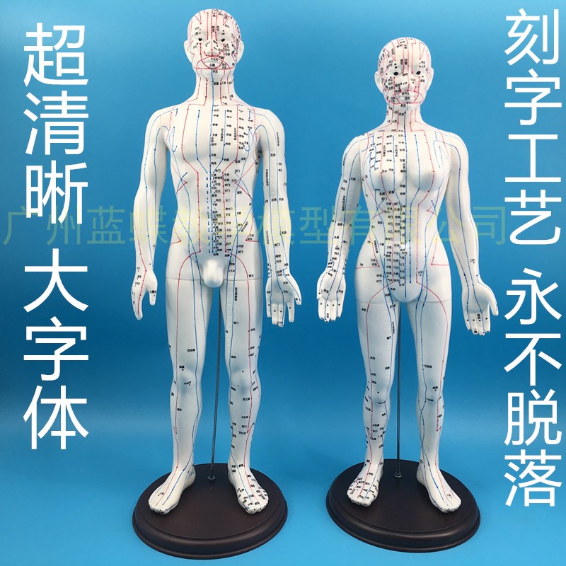 60cm超清晰刻字人体经络穴位模型中医用针灸铜人教学男女模特 50