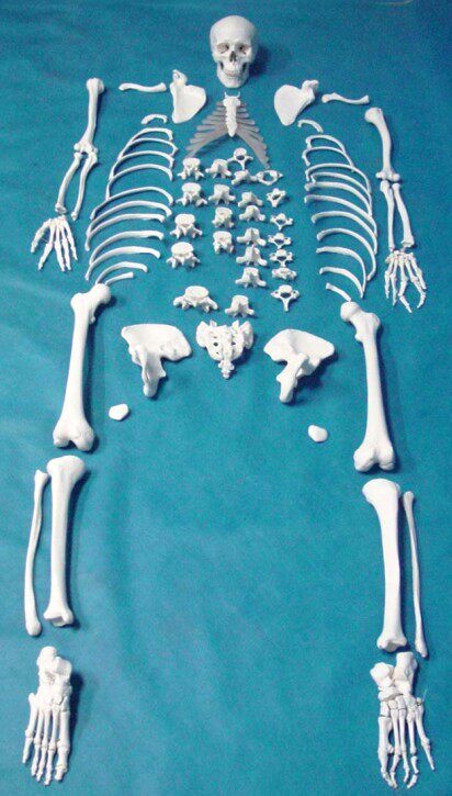 人骨模型