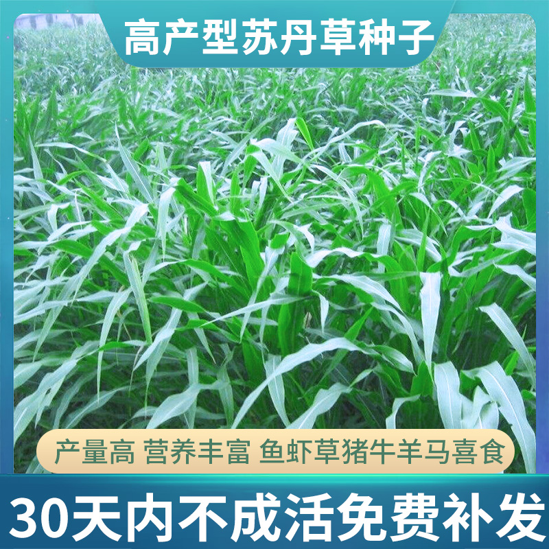 四季牧草种子鱼草高丹草子种籽养殖牛羊草鱼吃的饲料草种畜牧草籽