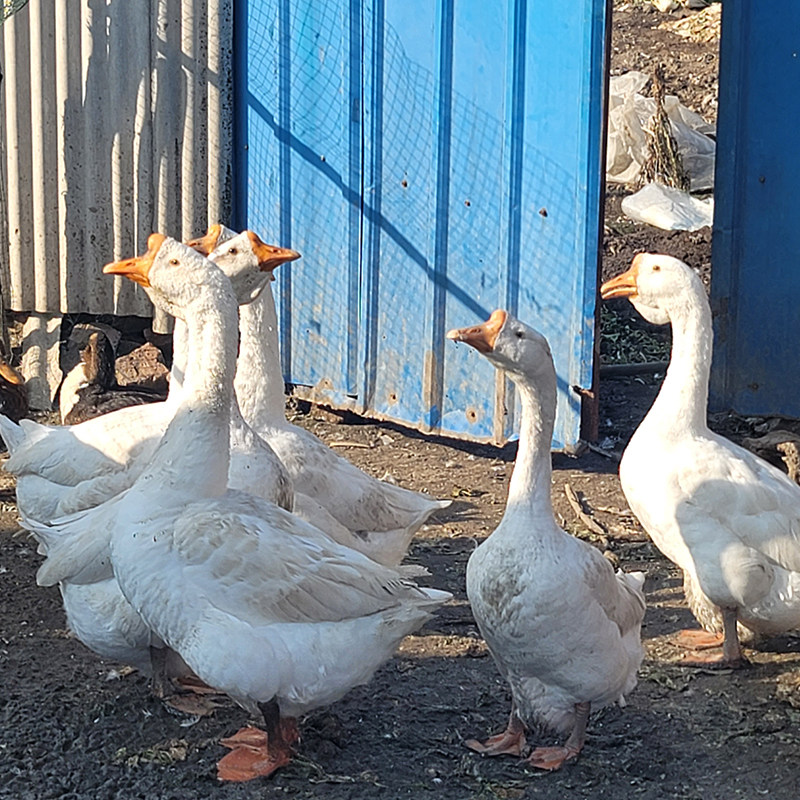 东北鹅肉新鲜笨大鹅整只农村活老鹅铁锅炖散养白鹅10斤现杀黑龙江