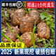 2025顺丰昭通直发】昭通新鲜天麻云南仿野生种植小草坝现挖鲜天麻