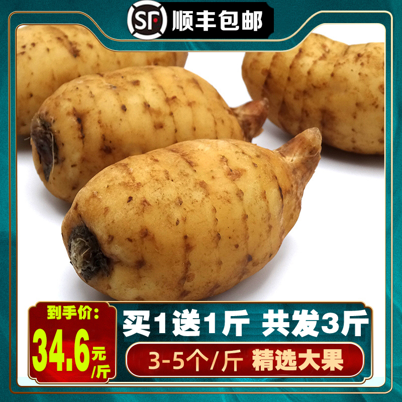 当季【3斤大精品】昭通新鲜天麻云南