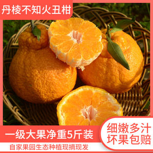 四川特产丑橘不知火丑柑5斤特大果丑八怪橘子新鲜水果整箱丑桔子