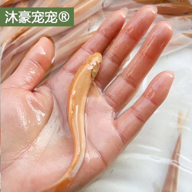 优质红眼鳕鱼鱼苗白子淡水鱼淡水原生赤目高档观赏鱼黄化冷水邮包