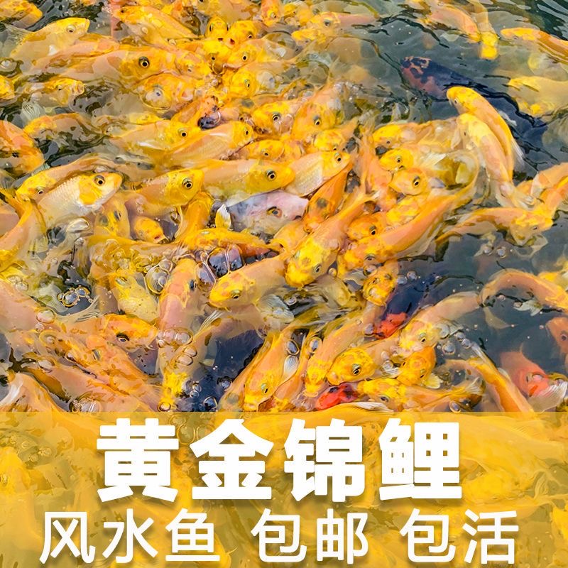 冷水观赏鱼黄金锦鲤鱼招财锦鲤鱼龙凤黄锦鲤鱼好养易活黄锦鲤金鱼