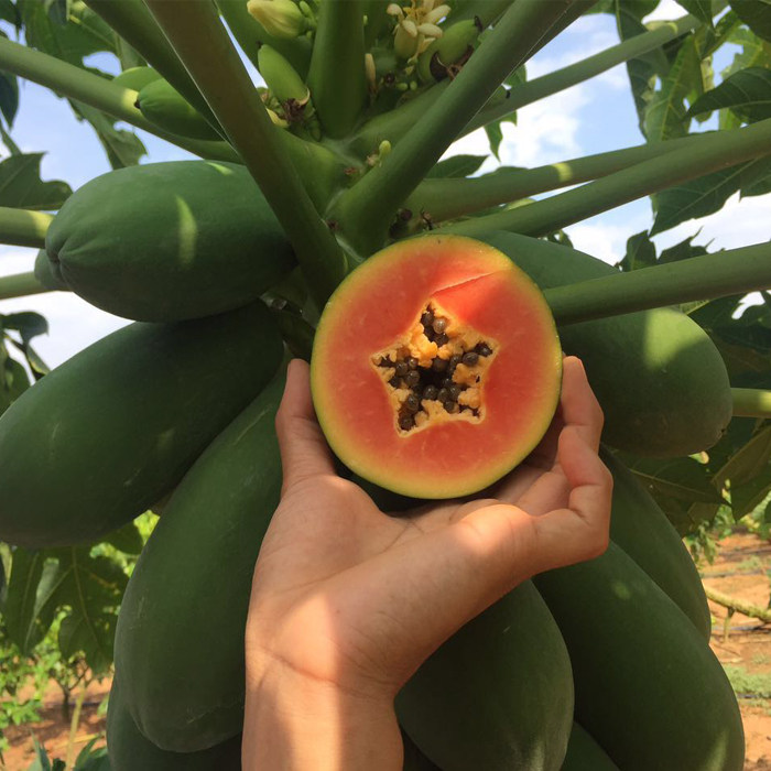 三亚红心木瓜5斤大额优惠券