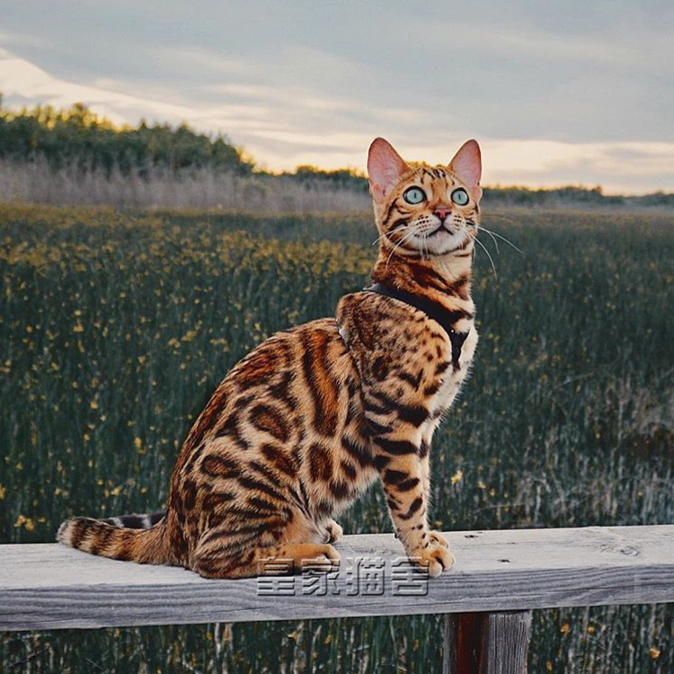 孟加拉豹猫幼崽宠物猫活体纯种猫咪活物亚洲森林猫活幼体短毛出售|msdalam kategori haiwan peliharaan/makanan haiwan dan bekalan, Kitty - dari Buy2taobao.com untuk memberikan perkhidmatan ejen Taobao profesional membeli
