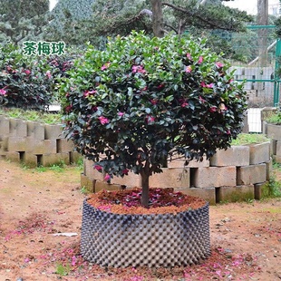 茶梅花苗带土球盆栽山茶树苗花卉观花植物室内带花苞茶梅四季易活