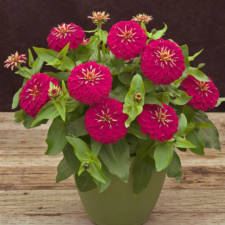 耐热矮生百日草宝莎玫红 大花量新品宜盆栽阳台庭院地栽花卉好养