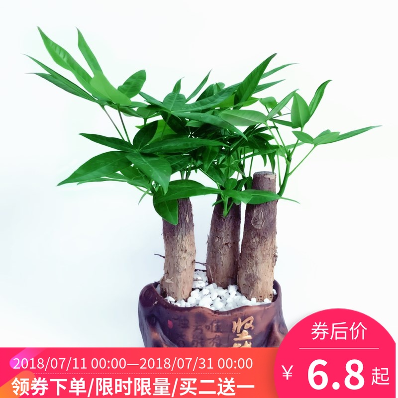 发财树小绿植绿萝盆栽花卉文竹植物富贵竹长寿室内绿植吸甲醛盆景