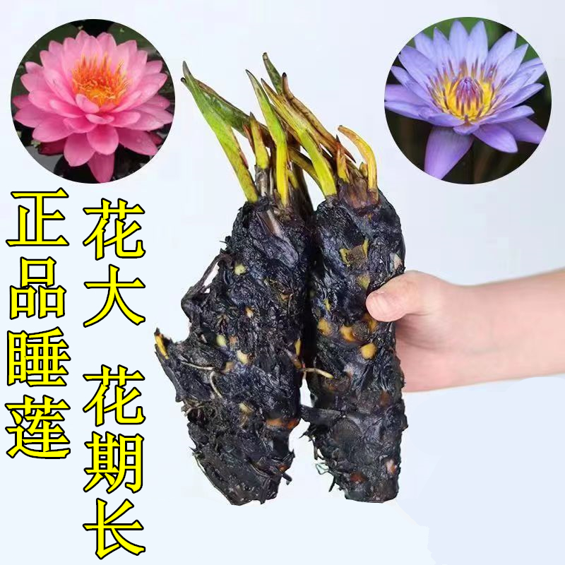 正宗大睡莲根块水培植物碗莲花卉室好养四季开花水养池塘荷花盆栽