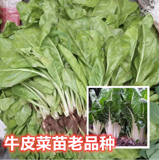 四川厚皮菜新鲜红牛皮菜秧苗莙荙菜苗甜菜根阳台顶楼时令蔬菜种