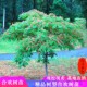 合欢花树苗盆栽合欢花小苗绒花树苗芙蓉花庭院绿化大型遮阳风景树