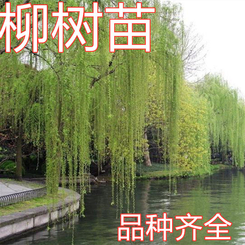 垂柳树苗速生柳树苗竹柳黄金柳金丝柳直升垂柳小苗柳树枝条绿化苗