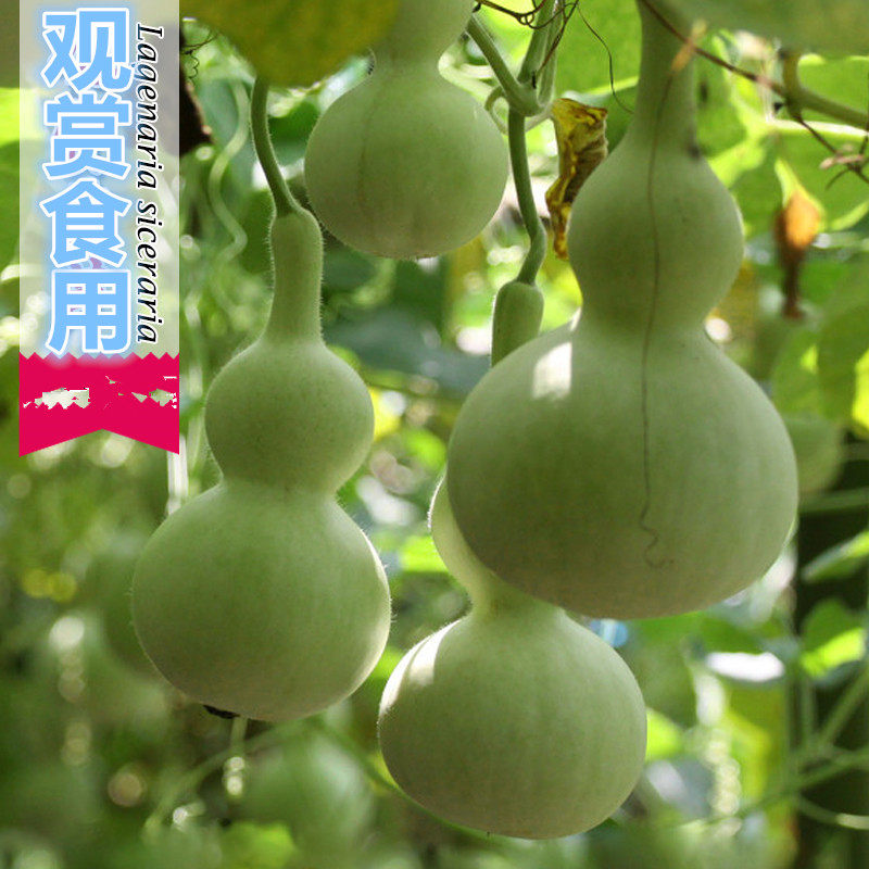 葫芦一代杂交早生种子食用味甜可观观赏抗病家庭园艺种子