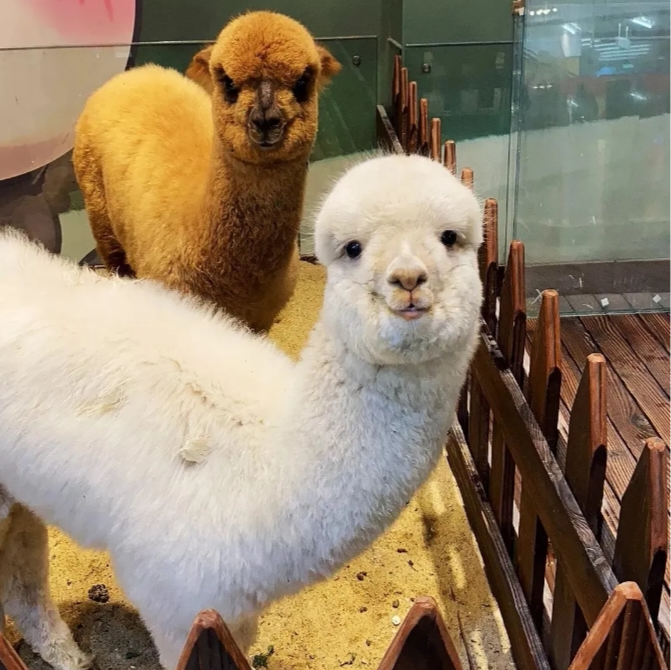 羊驼 宠物羊驼 羊驼幼崽 羊驼活体 羊驼活物  澳洲神兽迷你小羊驼