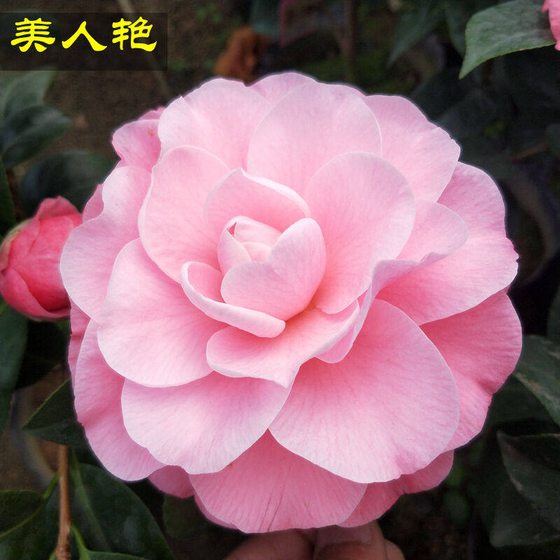 红粉佳人美人艳牛西奥雕石封面女郎茶花盆栽四季阳台庭院花卉盆栽