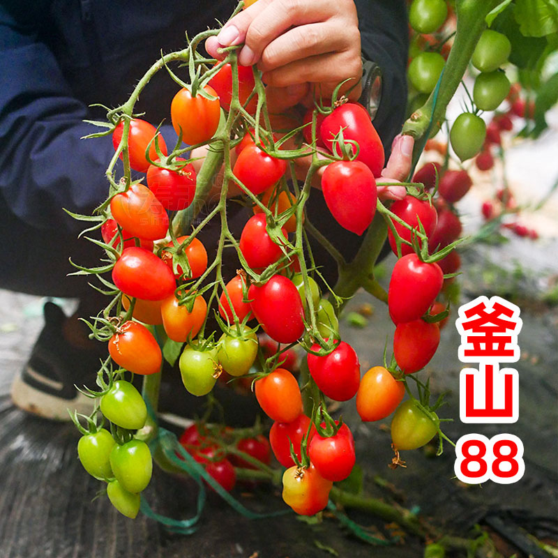 釜山88千禧小番茄种子秧玲珑圣女果种籽孑苗四季蔬菜果苗秧苗籽种