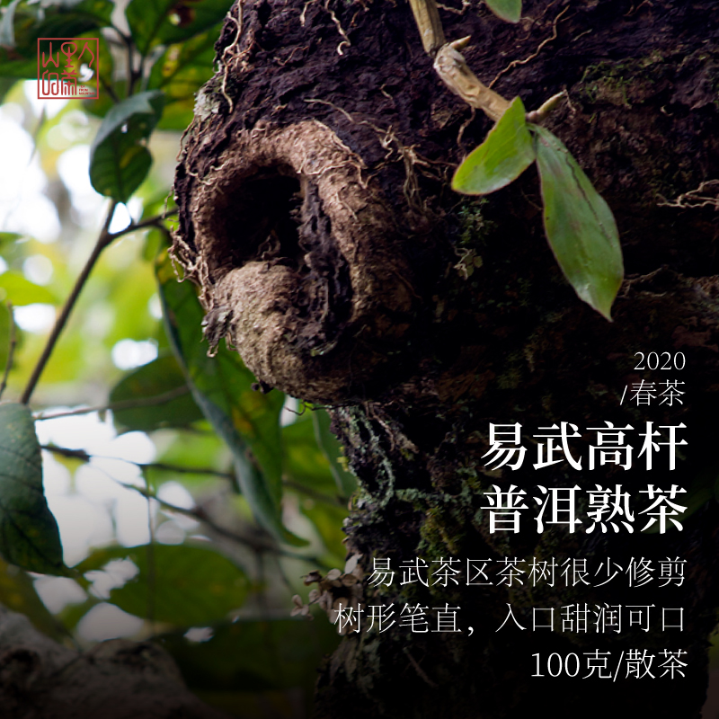 2020易武高杆普洱熟茶 甜茶10