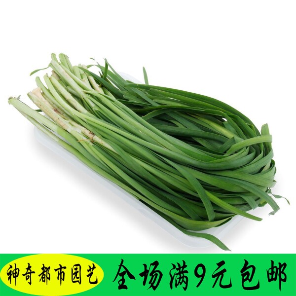 白根韭菜种子蔬菜种孑农家四季播高产农家四季韭菜籽种