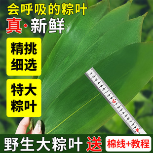 粽子叶粽叶免邮新鲜大号新叶宽棕叶干包粽子的叶子特大批发端午节