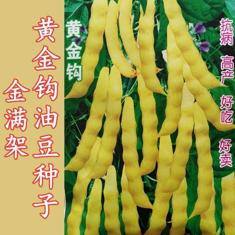 黄金钩油豆种子春秋两季豆角黄色架豆芸豆东北特色蔬菜种籽高产