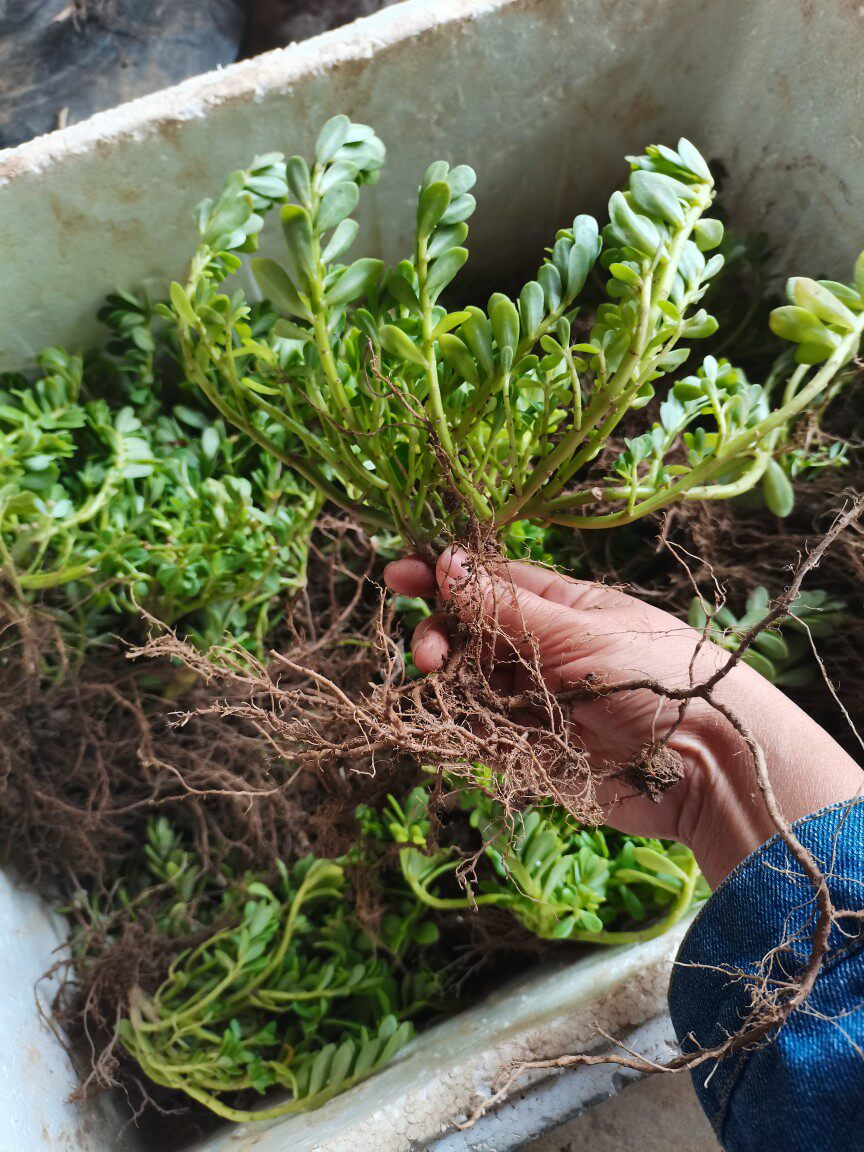 食用猪母菜野生现采新鲜白花马齿苋老鼠耳马齿牡丹阔叶半枝莲盆栽