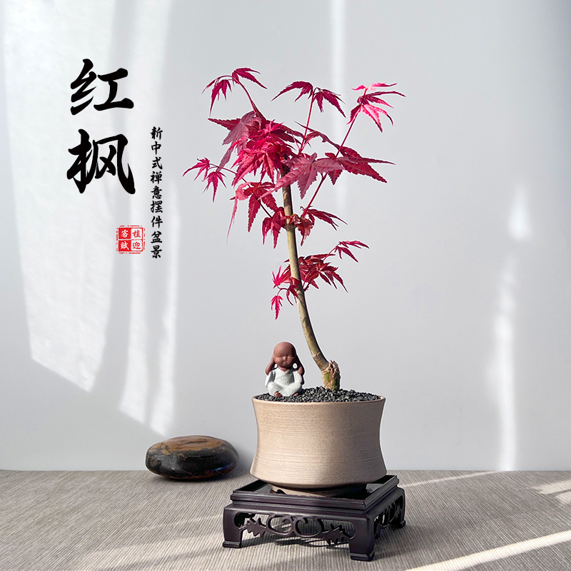 日本红枫盆景四季新中式室内桌面盆栽老桩耐寒观叶植物红舞姬树苗