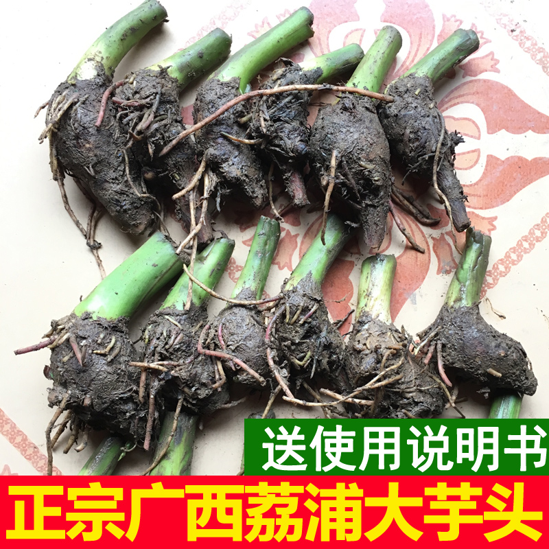 正宗广西桂林荔浦芋头槟榔紫藤香芋子现挖新鲜苗蔬菜农家有机种植|msdalam kategori daging perikanan/Buah-buahan segar dan sayur-sayuran/dimasak, sayur-sayuran segar/Vegetable Products, sayur-sayuran segar, 芋头 - dari Buy2taobao.com untuk memberikan perkhidmatan ejen Taobao profesional membeli