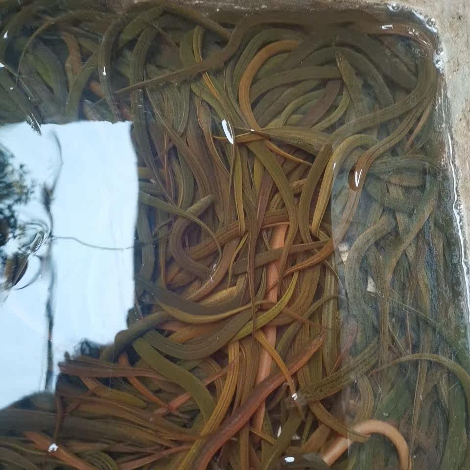 黄鳝苗大额优惠券