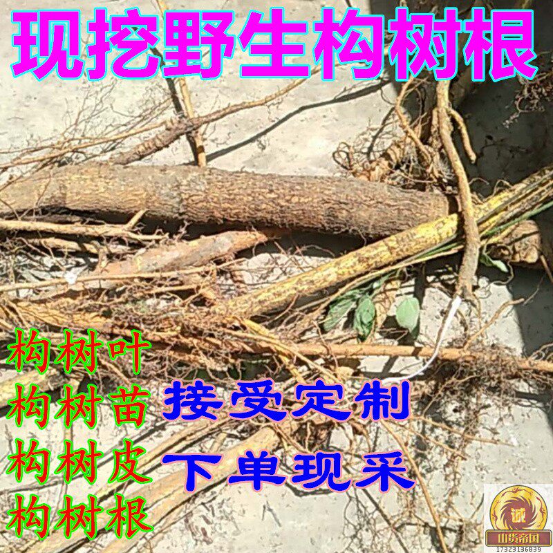 野生新鲜构树根1斤 现挖构桃树楮树根 拍2件包邮 另有构树叶白汁