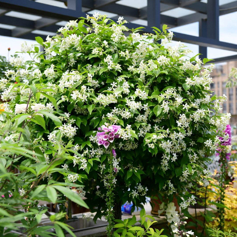 藤本攀缘风车茉莉爬藤植物盆栽花卉四季芳香银丝茉莉带花苞