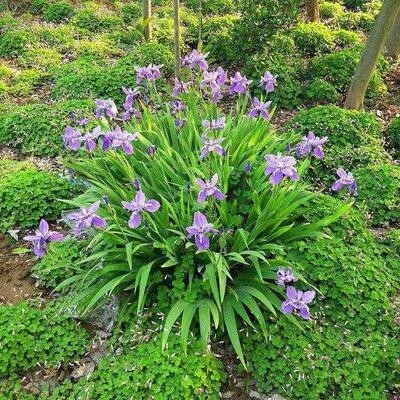 庭院别墅花园植物蓝鸢尾花苗盆栽马兰花苗草本地栽多年生喜阴耐寒