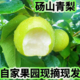 应季梨子新鲜安徽正宗砀山梨砀山青皮蜜梨新鲜自家现摘整箱包邮