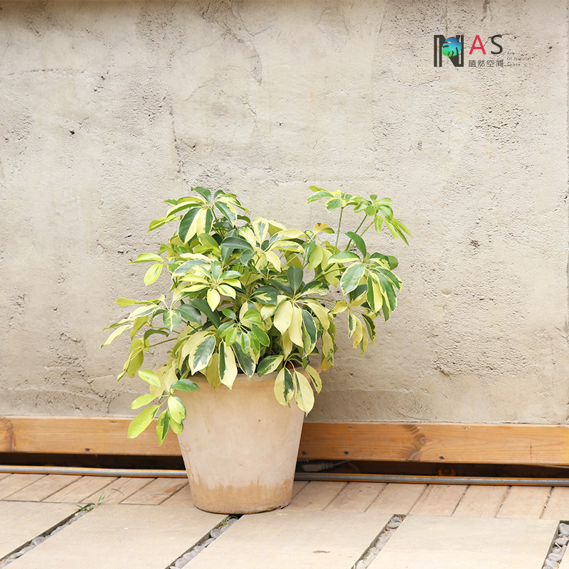 植然空间花叶鸭脚木室内耐阴植物盆栽鹅掌柴吸甲醛二手烟北欧绿植
