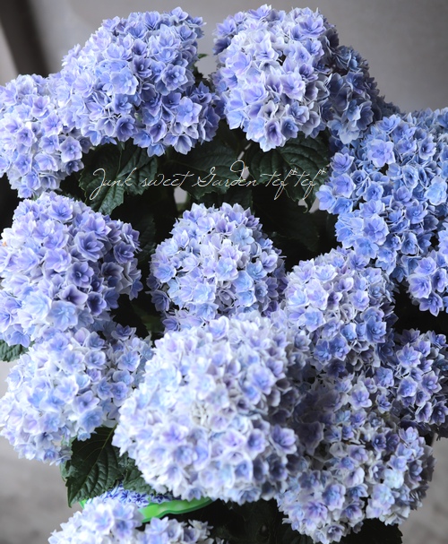 夏洛特公主 大花绣球矮壮重瓣新老枝开花勤花阳台庭院盆栽花苗