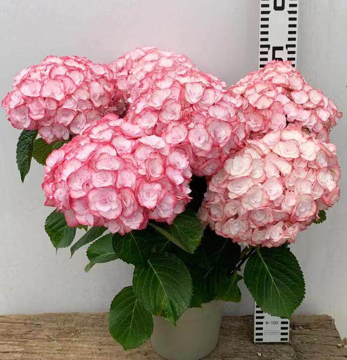 80淘宝新品angelica zapata cabernet sauvignon安吉莉卡萨帕塔赤霞珠