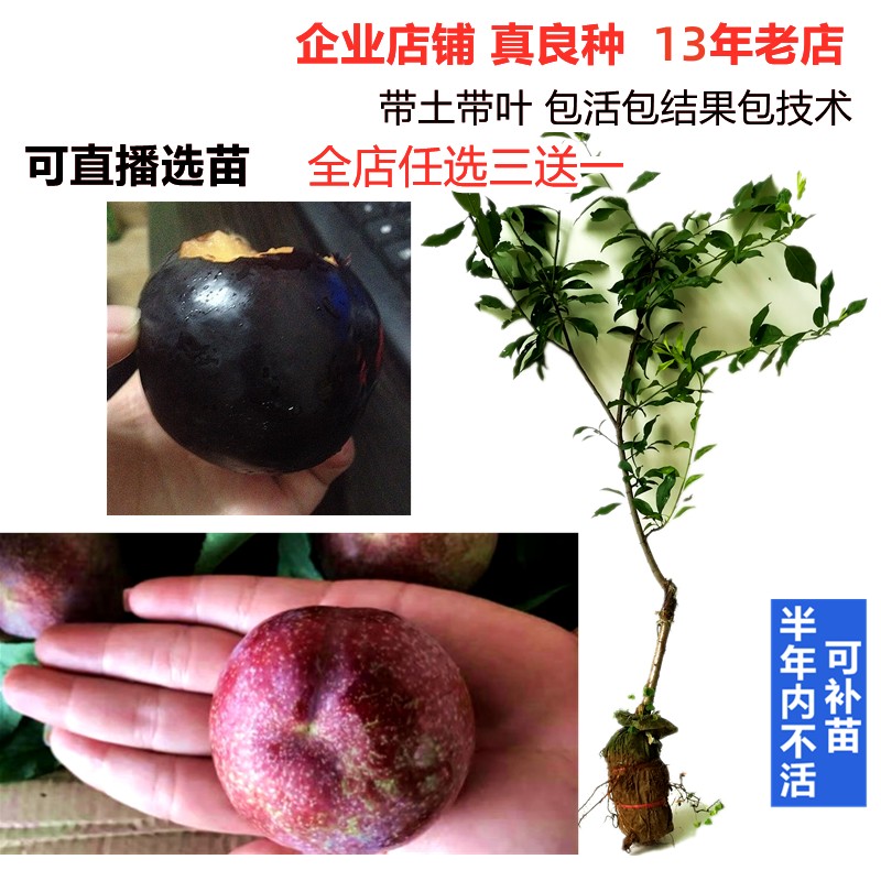 南方北方特大果早熟晚熟钱排银妃三华