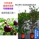 特大果新品种巴西樱桃树苗黑玫瑰大樱桃带盆栽地栽车厘子果树苗