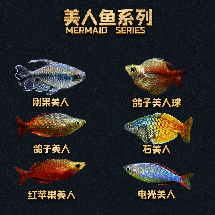 石美人热带鱼红苹果红尾黄金美人鸽子蓝电光彩虹刚果美人鱼活体鱼
