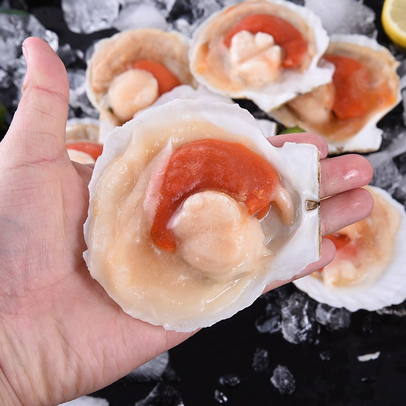 大虾夷扇贝6只装 买3份包邮江浙沪 十年老店 半壳贝约400g