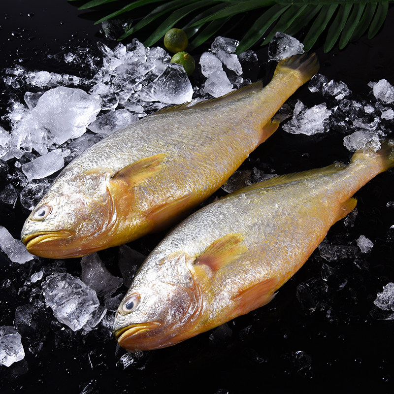 东海大黄鱼1条约500g多福多金江浙沪皖包邮沃鲜汇生鲜超市