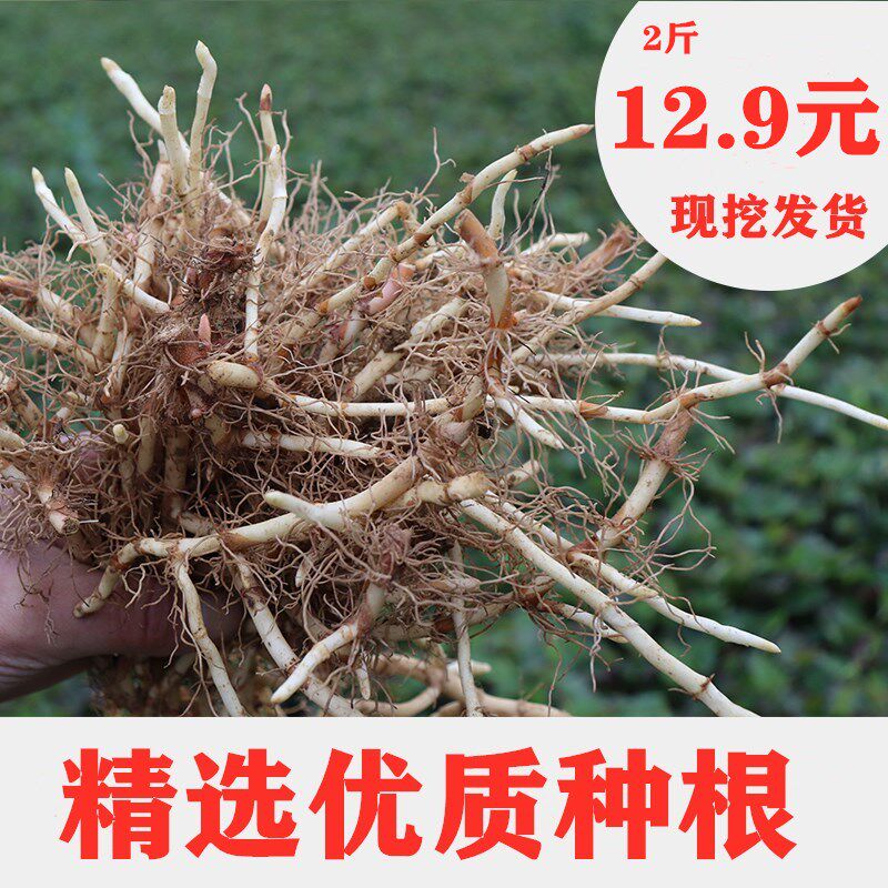 裕欣黔的优惠券大全—贵州野生 鱼腥草 种子 折耳根 种苗 新鲜盆栽 四