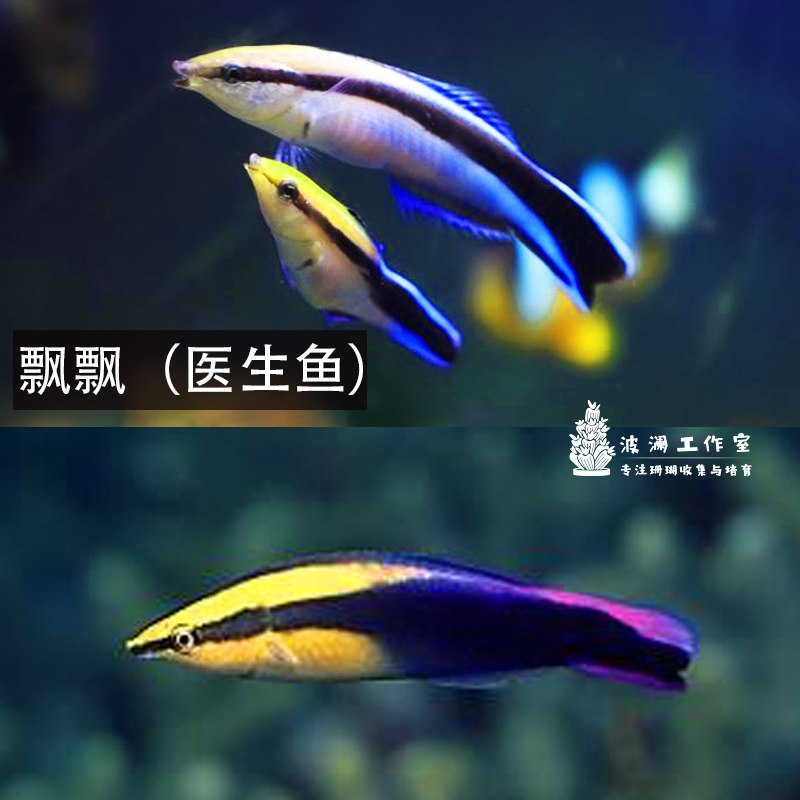 医生鱼 飘飘 裂唇鱼海水鱼治病快递发货包活治寄生虫