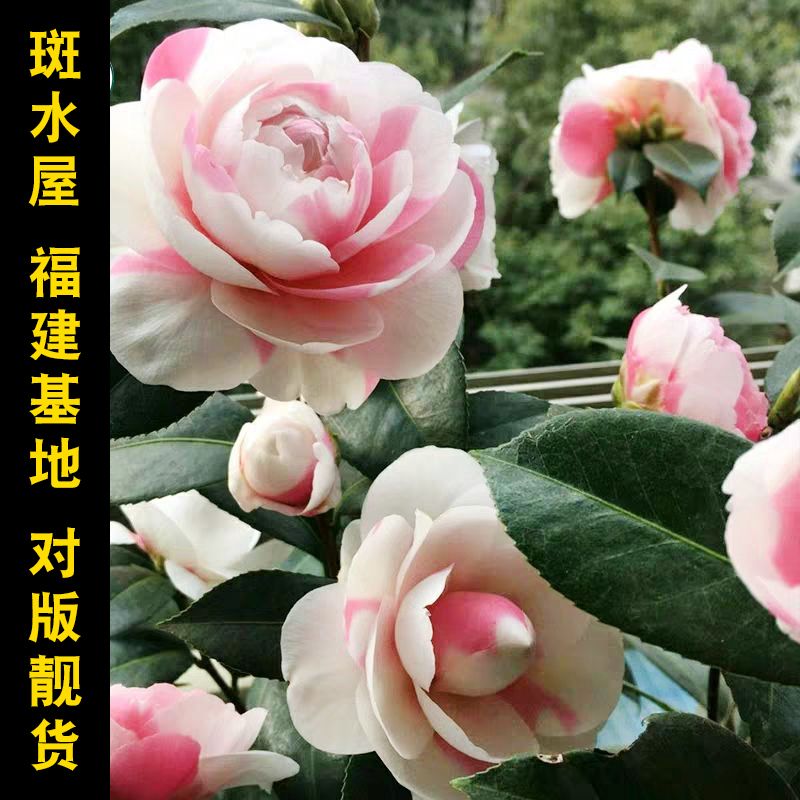 斑水屋茶花盆栽嫁接树苗名贵稀有品种花卉  一树多色庭院阳台室内