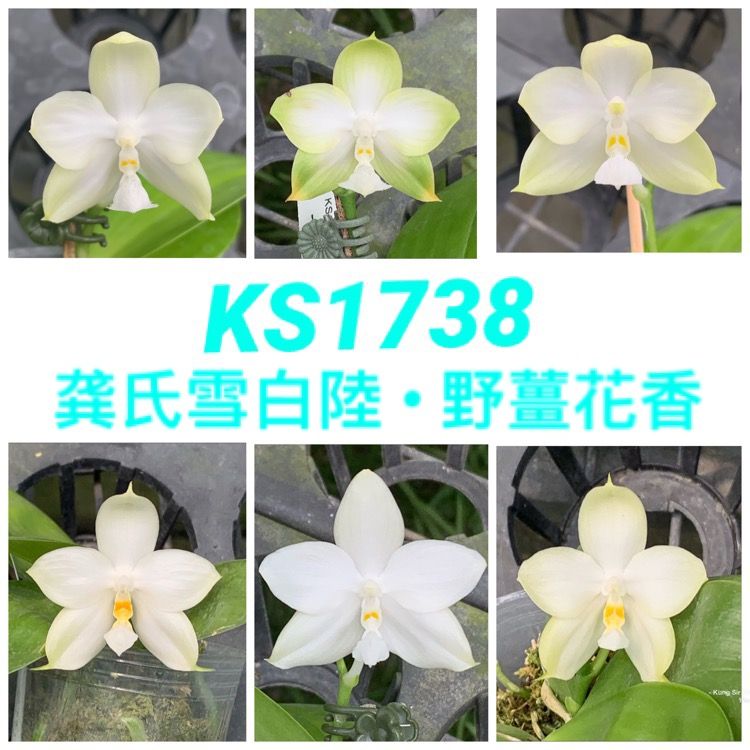 KS-1738  2.5寸苗
